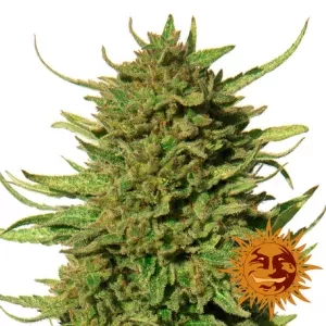 Critical Kush 28g (Cannabis Cup Award Winner) - Image 4
